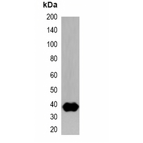 Strep-tag Mouse Monoclonal Antibody(C2062)