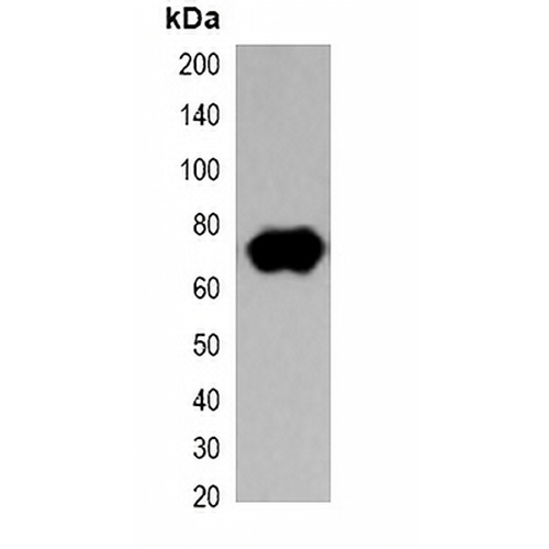 Strep-tag II Mouse Monoclonal Antibody(C2063)