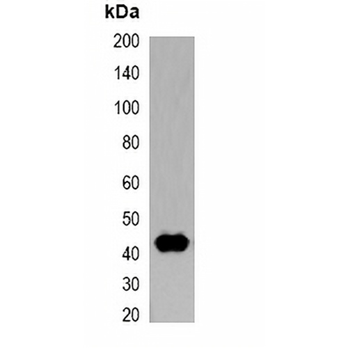T7-tag Mouse Monoclonal Antibody(C2064)