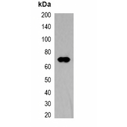 TAP-tag Mouse Monoclonal Antibody(C2065)