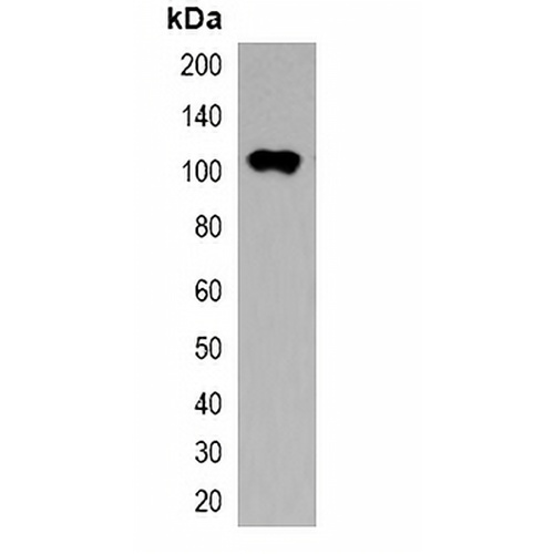 Trx-tag Mouse Monoclonal Antibody(C2066)