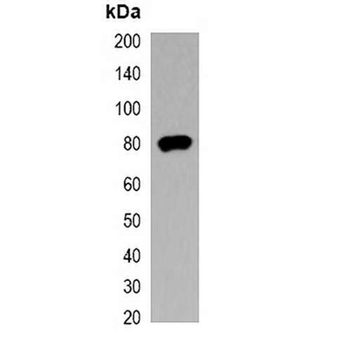 V5-tag Mouse Monoclonal Antibody(C2067)