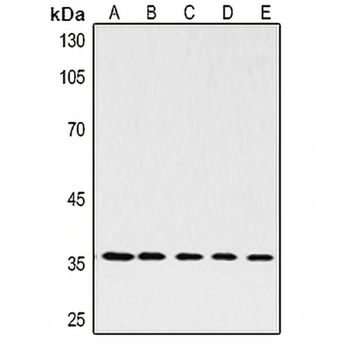 GAPDH Mouse Monoclonal Antibody(C2069)