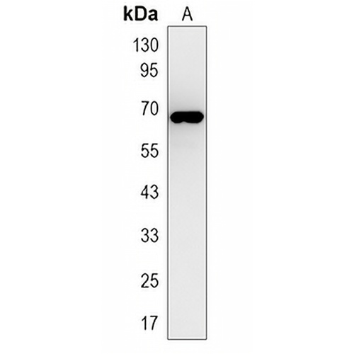 EGFP-tag Mouse Monoclonal Antibody(C2070)