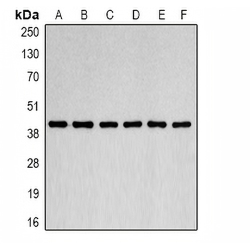 Beta-actin Mouse Monoclonal Antibody(C2071)