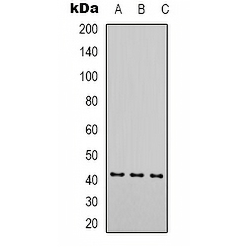 Alpha-actin-1 Mouse Monoclonal Antibody(C2074)