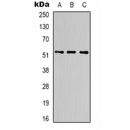 Alpha-tubulin Mouse Monoclonal Antibody(C2079)