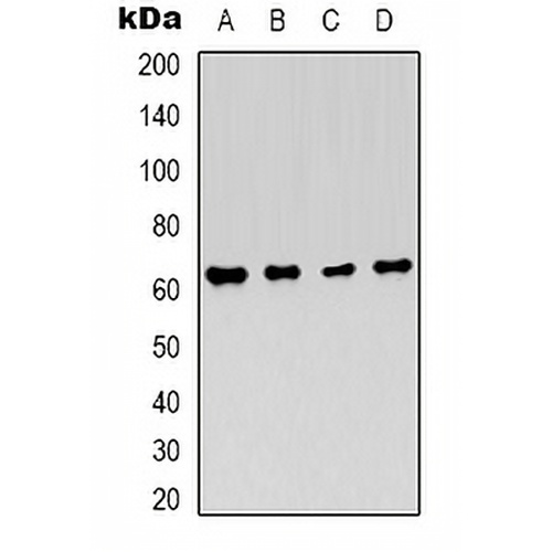 AMPK alpha 1 Mouse Monoclonal Antibody(C2081)