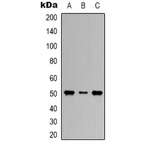Beta1-tubulin Mouse Monoclonal Antibody(C2085)