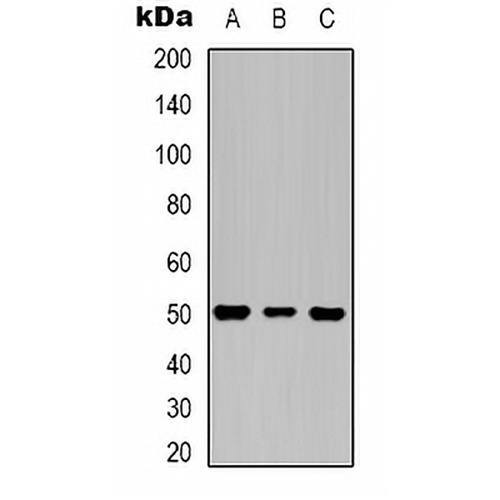 Beta3-tubulin Mouse Monoclonal Antibody(C2087)