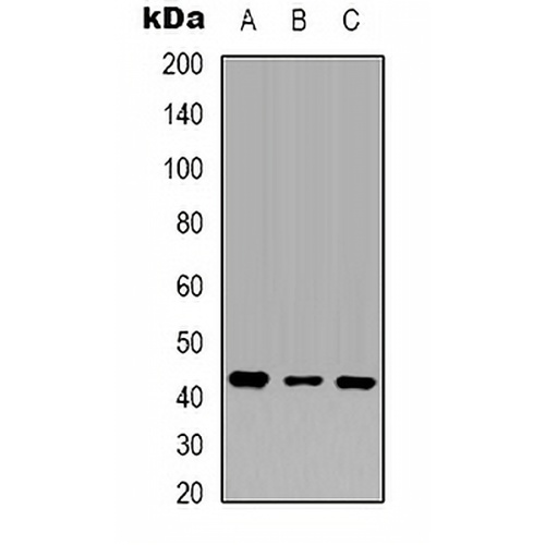Beta-actin Mouse Monoclonal Antibody(C2088)