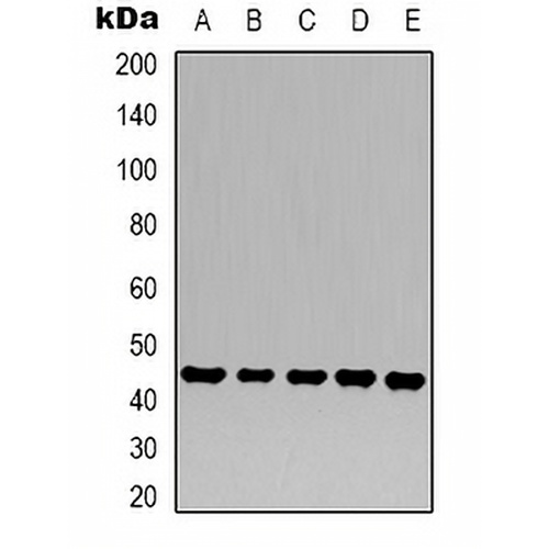Beta-actin Mouse Monoclonal Antibody(C2091)