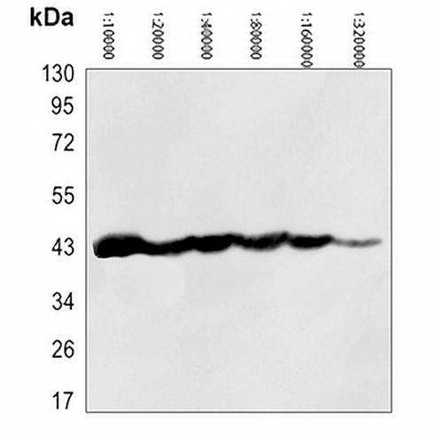 HRP-conjugated Beta-actin Mouse Monoclonal Antibody(C2092)