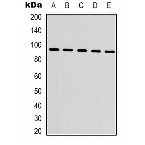 Beta-catenin Mouse Monoclonal Antibody(C2093)