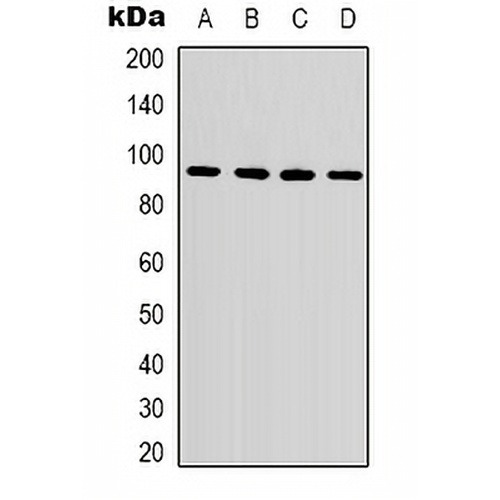 Beta-catenin Mouse Monoclonal Antibody(C2094)
