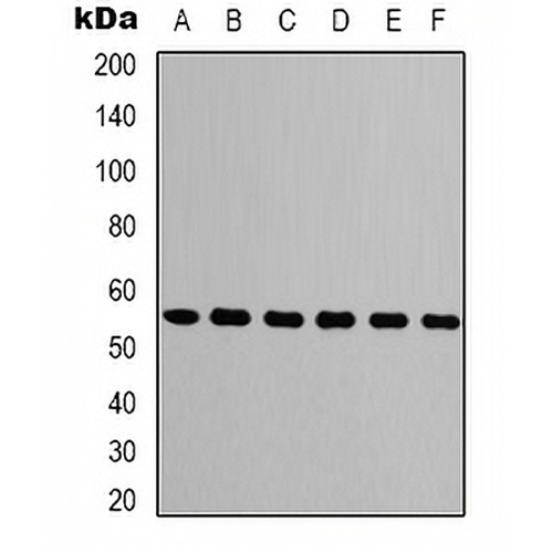 Beta-tubulin Mouse Monoclonal Antibody(C2097)