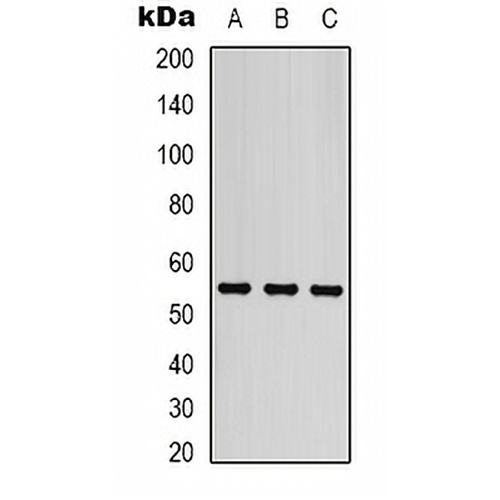 Beta-tubulin Mouse Monoclonal Antibody(C2098)