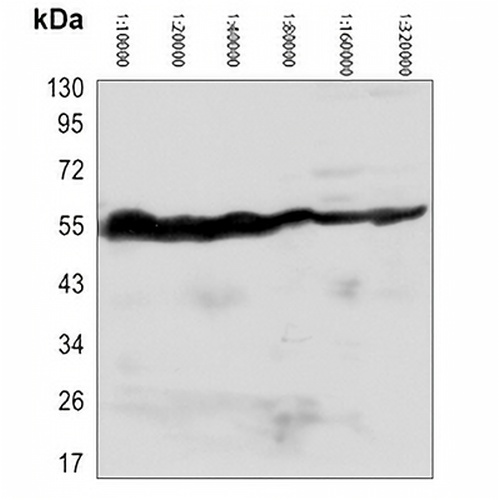 HRP-conjugated Beta-tubulin Mouse Monoclonal Antibody(C2100)