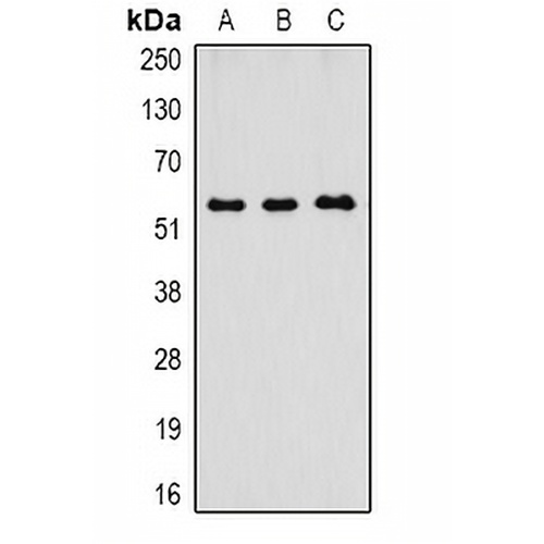Caspase 8 Mouse Monoclonal Antibody(C2103)
