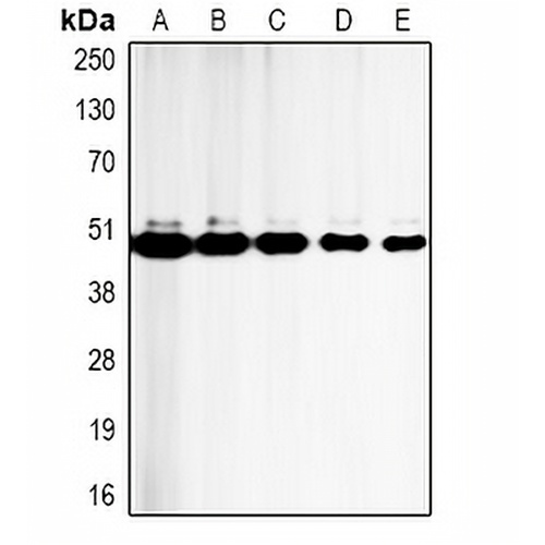 Caspase 9 Mouse Monoclonal Antibody(C2104)