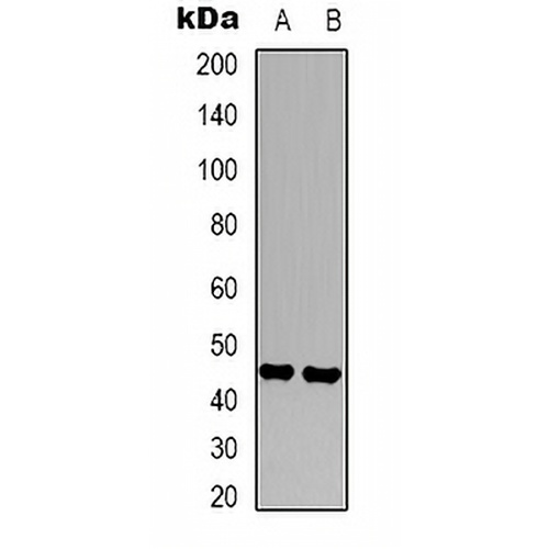 CD16 Mouse Monoclonal Antibody(C2105)