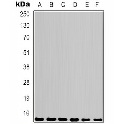 COX4-1 Mouse Monoclonal Antibody(C2112)