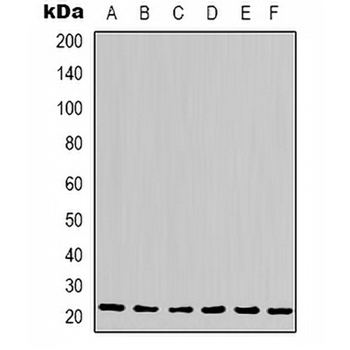 Cyclophilin B Mouse Monoclonal Antibody(C2114)