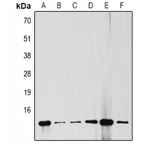 Cytochrome c Mouse Monoclonal Antibody(C2115)