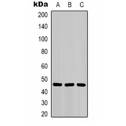 Cytokeratin 18 Mouse Monoclonal Antibody(C2117)