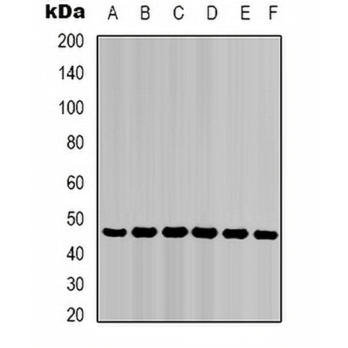 Cytokeratin 18 Mouse Monoclonal Antibody(C2119)