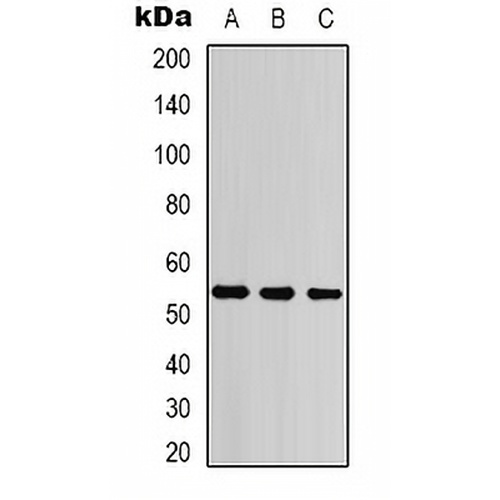 Cytokeratin 7 Mouse Monoclonal Antibody(C2121)