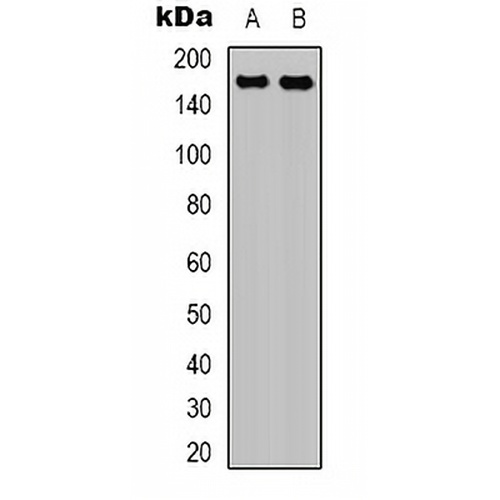 EGFR Mouse Monoclonal Antibody(C2123)