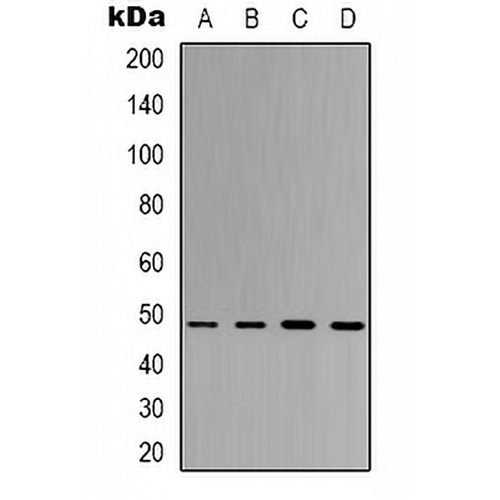 eIF4AI Mouse Monoclonal Antibody(C2125)