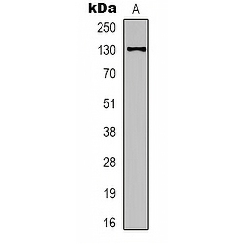 eNOS Mouse Monoclonal Antibody(C2126)