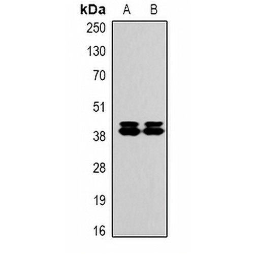 ERK1/2 Mouse Monoclonal Antibody(C2128)