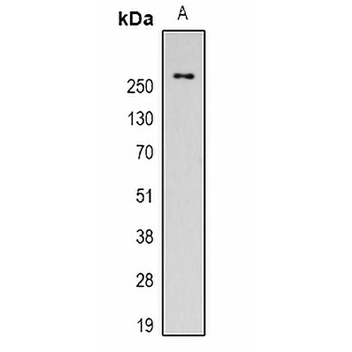 Fibronectin Mouse Monoclonal Antibody(C2130)
