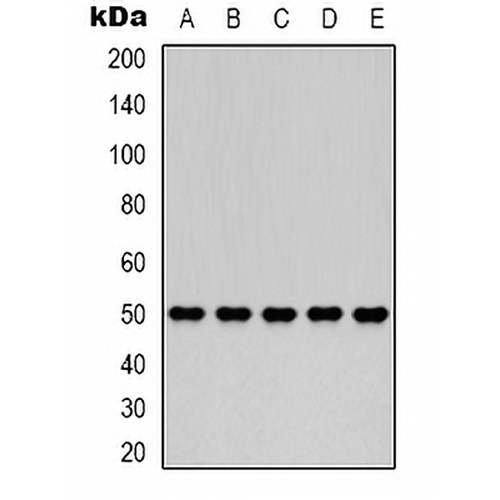 Fumarase Mouse Monoclonal Antibody(C2131)
