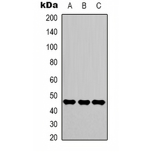 Gamma-enolase Mouse Monoclonal Antibody(C2133)