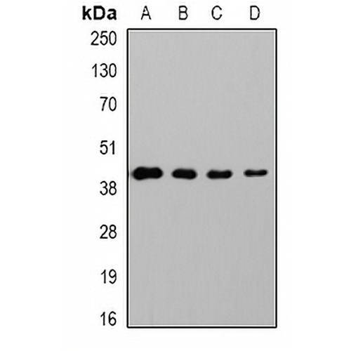 GAP43 Mouse Monoclonal Antibody(C2134)