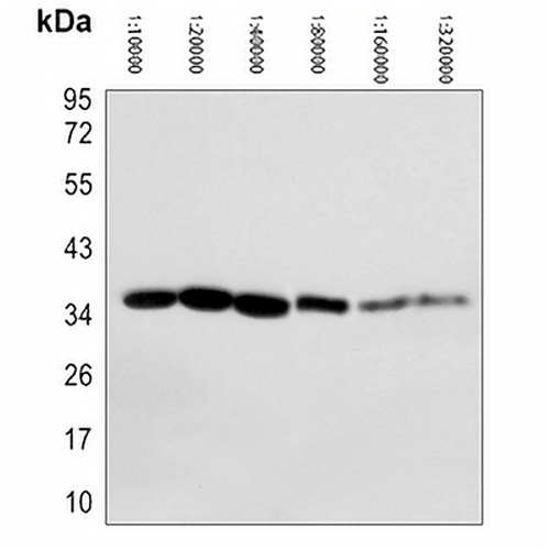 HRP-conjugated GAPDH Mouse Monoclonal Antibody(C2135)