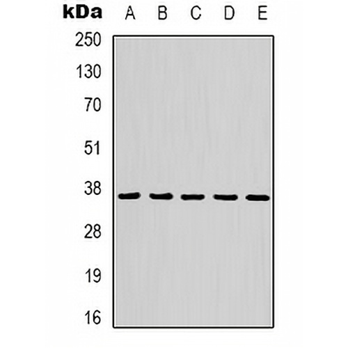 GAPDH Mouse Monoclonal Antibody(C2136)