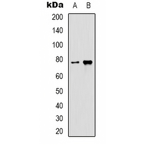 GRP78 Mouse Monoclonal Antibody(C2138)