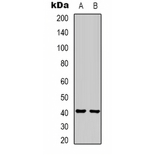 HAO1 Mouse Monoclonal Antibody(C2139)