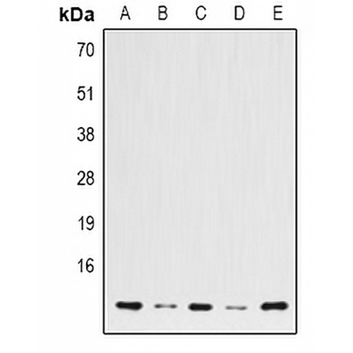 Histone H2B Mouse Monoclonal Antibody(C2143)