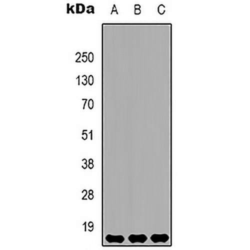 Histone H3 (DiMethyl-K36) Mouse Monoclonal Antibody(C2145)
