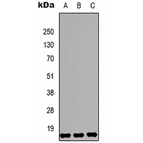 Histone H3 (DiMethyl-K79) Mouse Monoclonal Antibody(C2146)