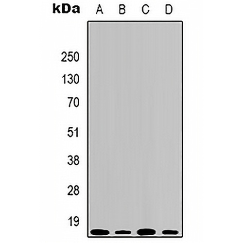 Histone H3 (DiMethyl-K79) Mouse Monoclonal Antibody(C2147)