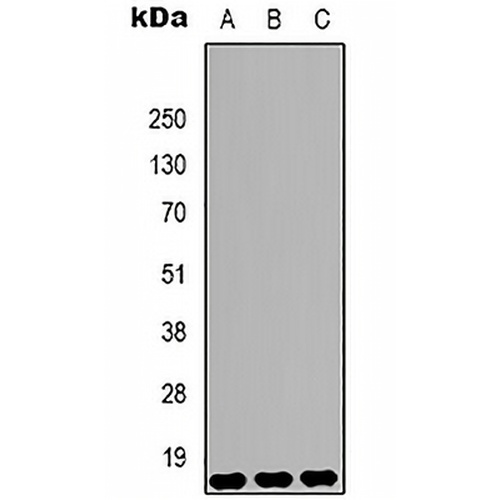 Histone H3 (DiMethyl-K9) Mouse Monoclonal Antibody(C2148)