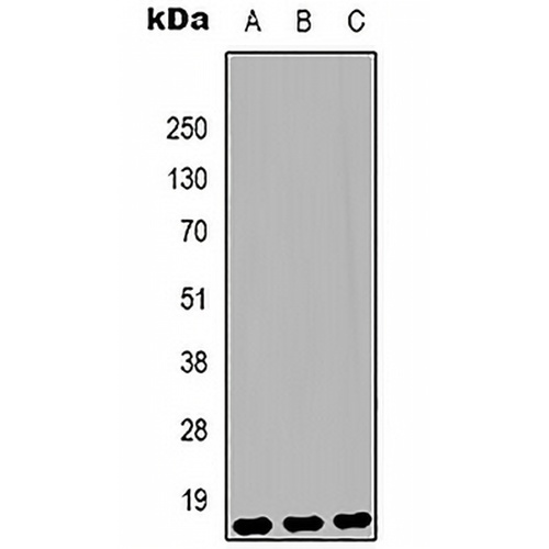 Histone H3 (MonoMethyl-K79) Mouse Monoclonal Antibody(C2149)
