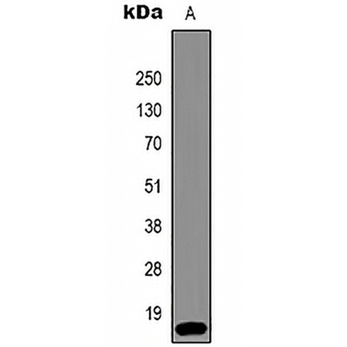 Histone H3 (TriMethyl-K36) Mouse Monoclonal Antibody(C2151)
